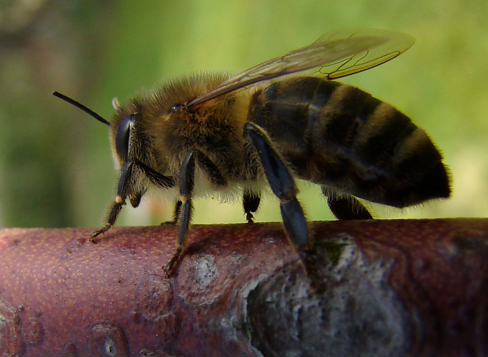Biene auf Stängel