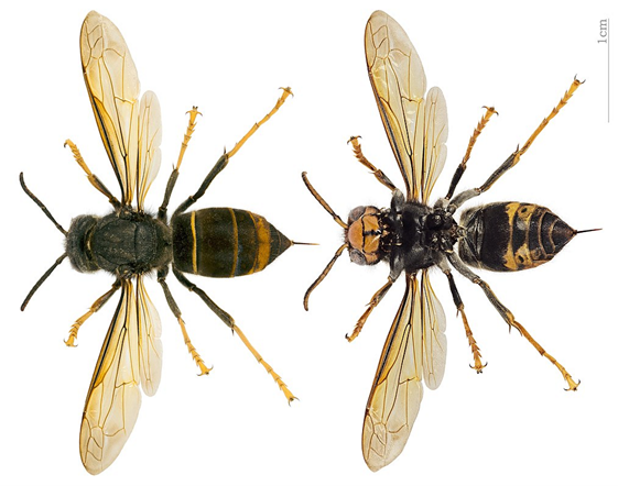 Vespa velutina nigrithorax, Rücken- und Bauchseite