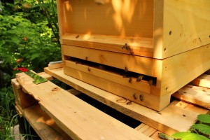 Bienenbetreuung durch Marion & Michael    