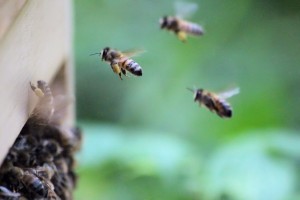 Bienenbetreuung durch Marion & Michael    