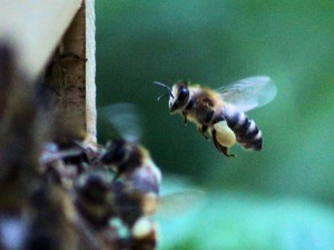 Bienenbetreuung durch Marion & Michael   